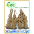 Fuente de fábrica Pure Planta Natural Extractos Extractos Extractos de Angélica Sinensis